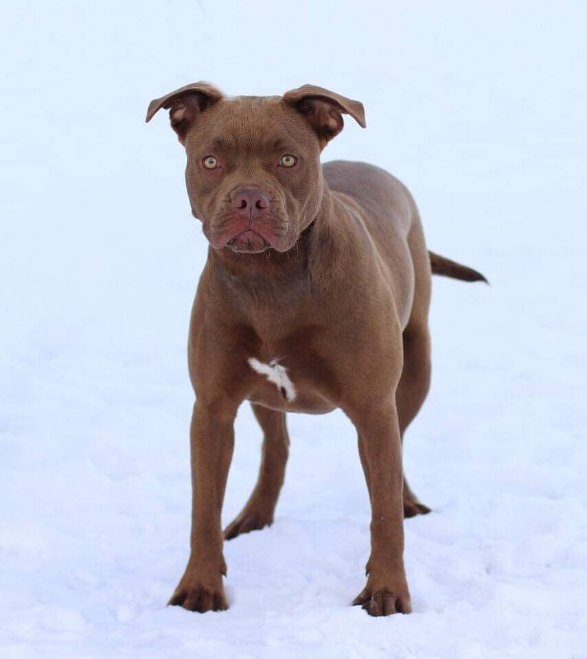 Brauner Hund steht im Schnee