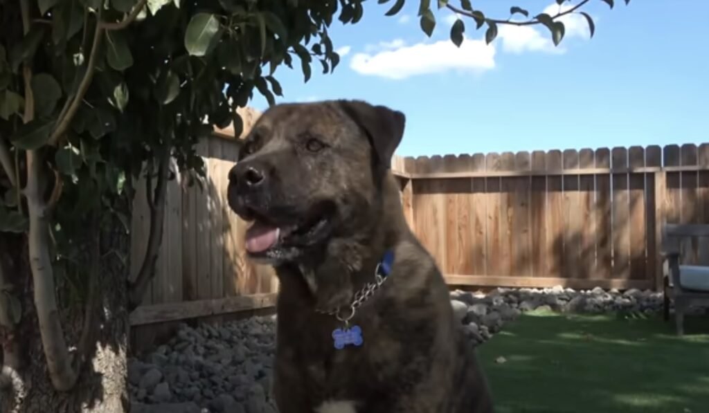 Brauner Hund im Garten mit Halsband.