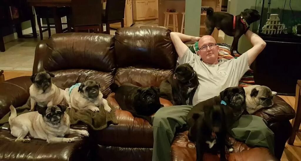 Person entspannt mit vielen Mops-Hunden auf Sofa.