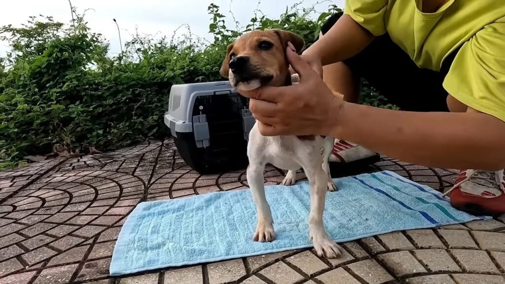 Person streichelt kleinen Hund im Freien.