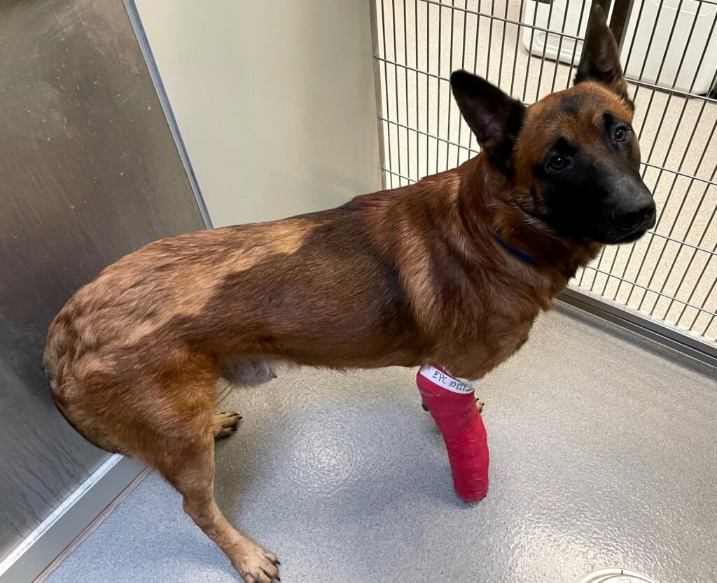 Hund mit verletztem Bein im Verband.