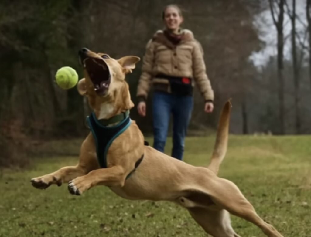 Hund springt nach Tennisball, Frau im Hintergrund.
