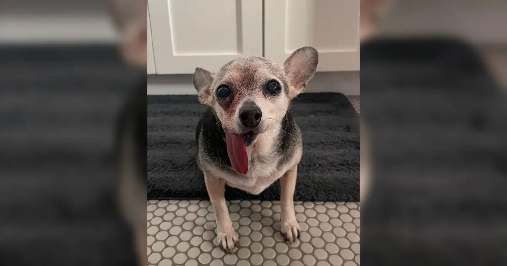 Kleiner Hund nach dem Baden