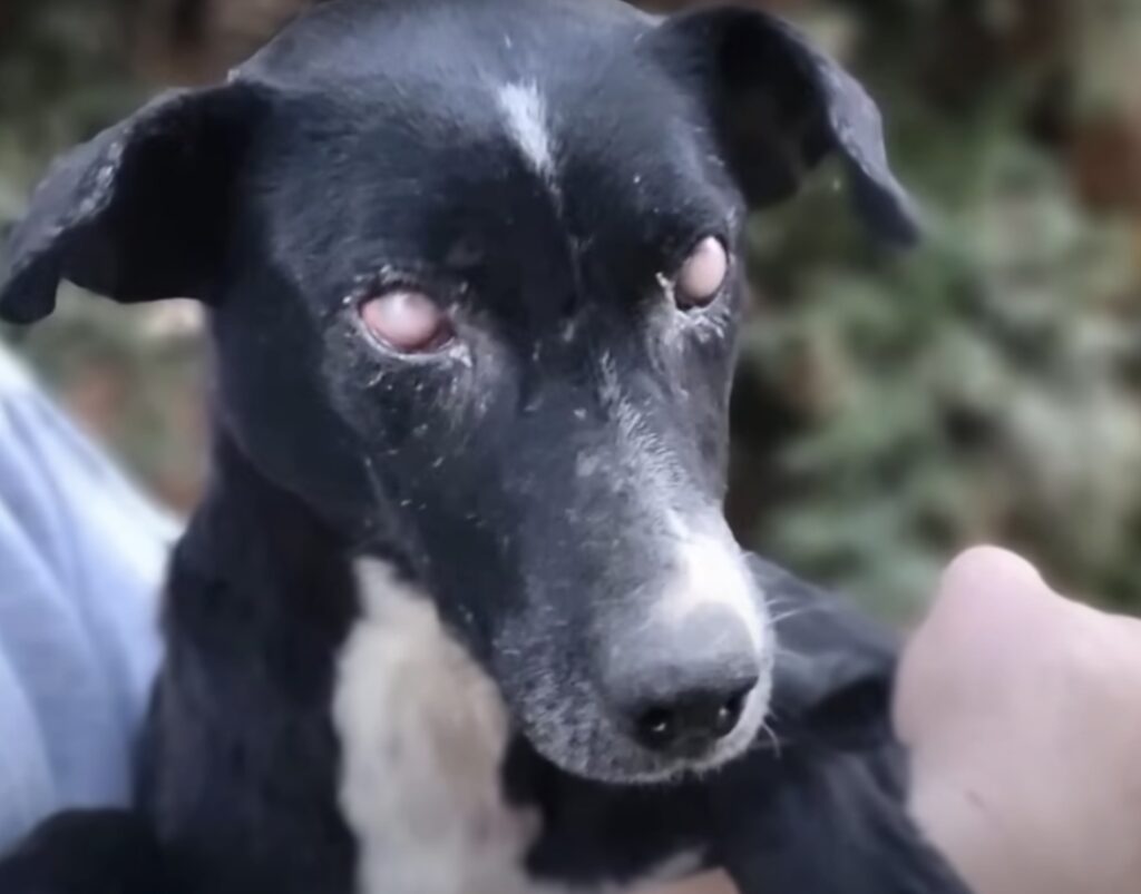 Schwarzer Hund mit heller Brust schaut nachdenklich.