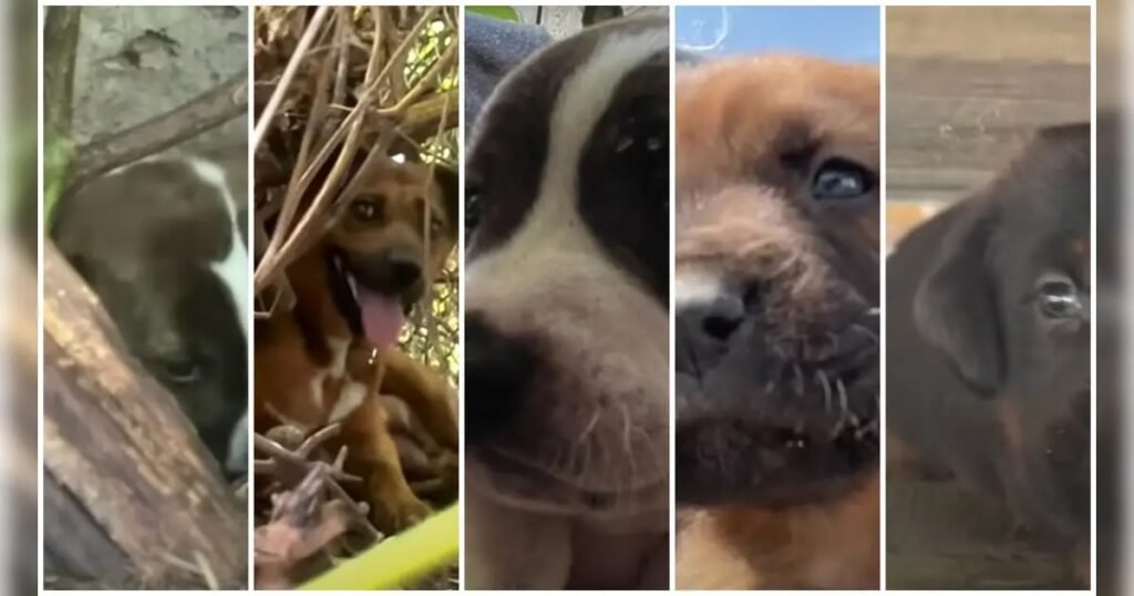 Collage von verschiedenen Hundeporträts.