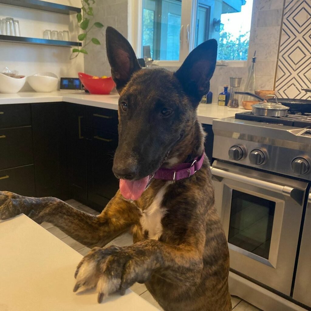 Hund sitzt an Küchentheke