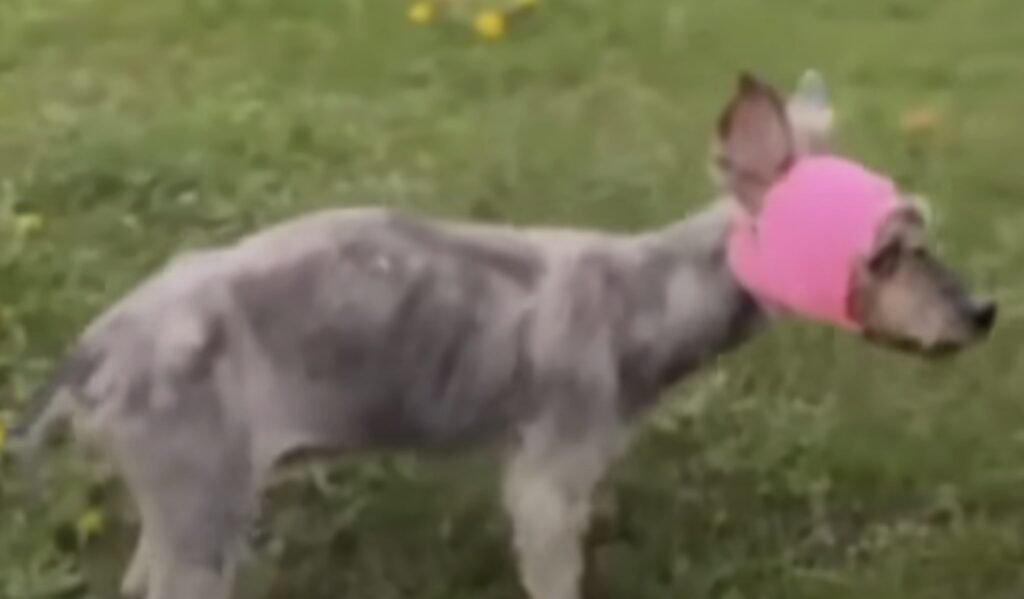 Hund mit rosa Haube auf Wiese.