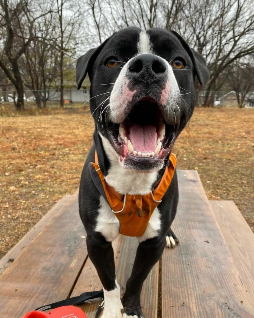 Fröhlicher Hund mit orangefarbenem Geschirr im Park