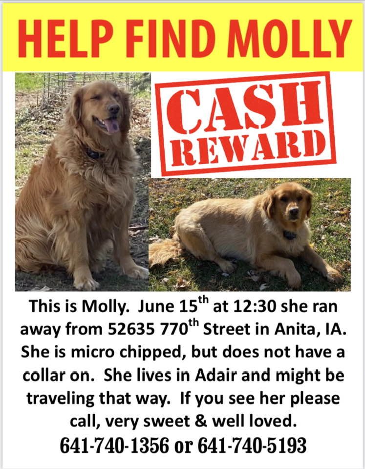 Vermisster Hund Molly mit Belohnungshinweis.