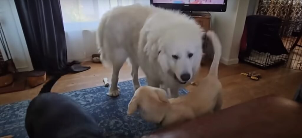 Großer weißer Hund spielt mit Welpen.