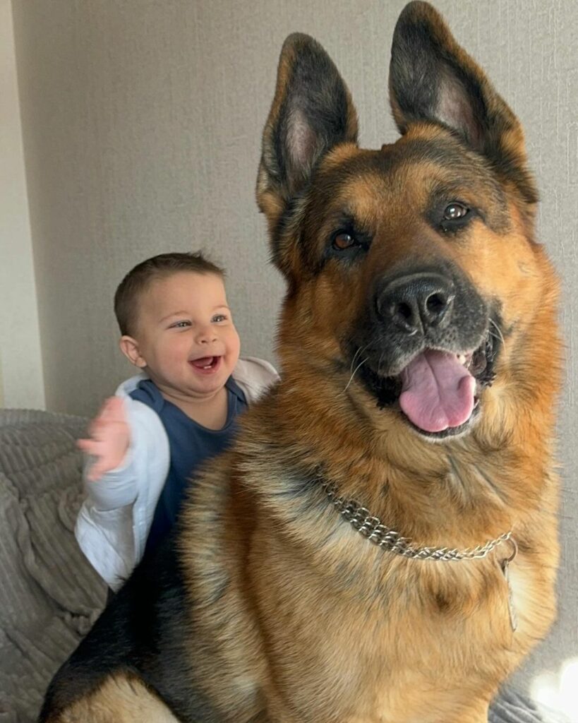 Baby und Deutscher Schäferhund lächeln.