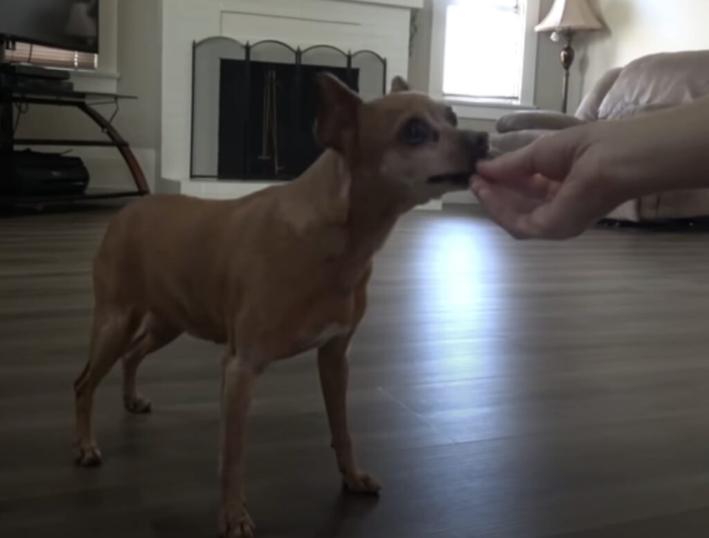 Chihuahua wird von Hand gefüttert.
