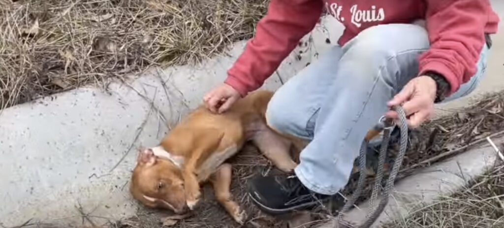 Person streichelt liegenden Hund im Freien.
