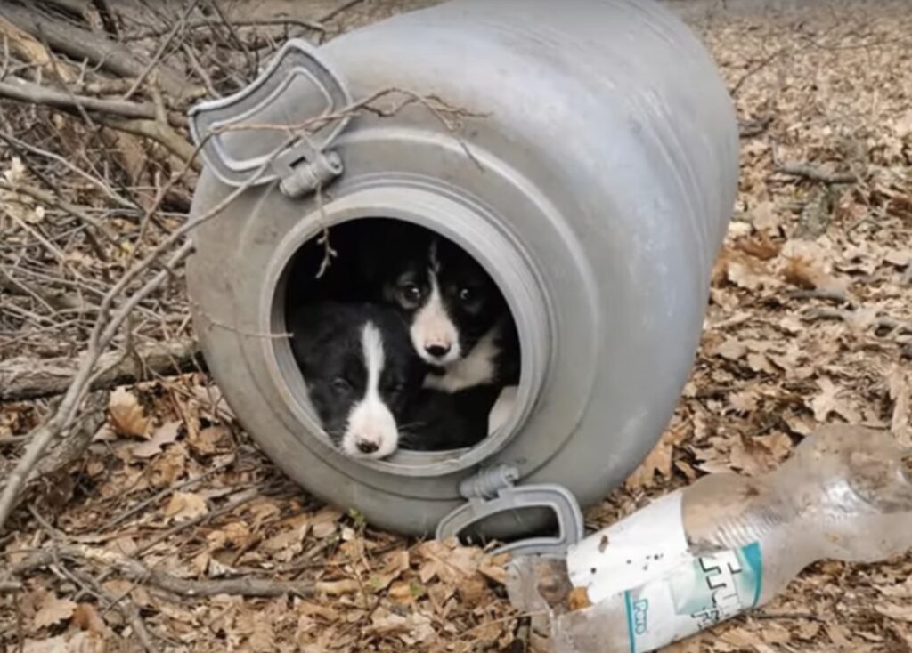 Welpen in einem alten Reifen versteckt.